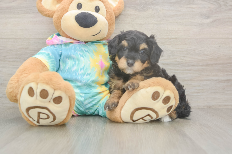 5 week old Mini Aussiedoodle Puppy For Sale - Puppy Love PR
