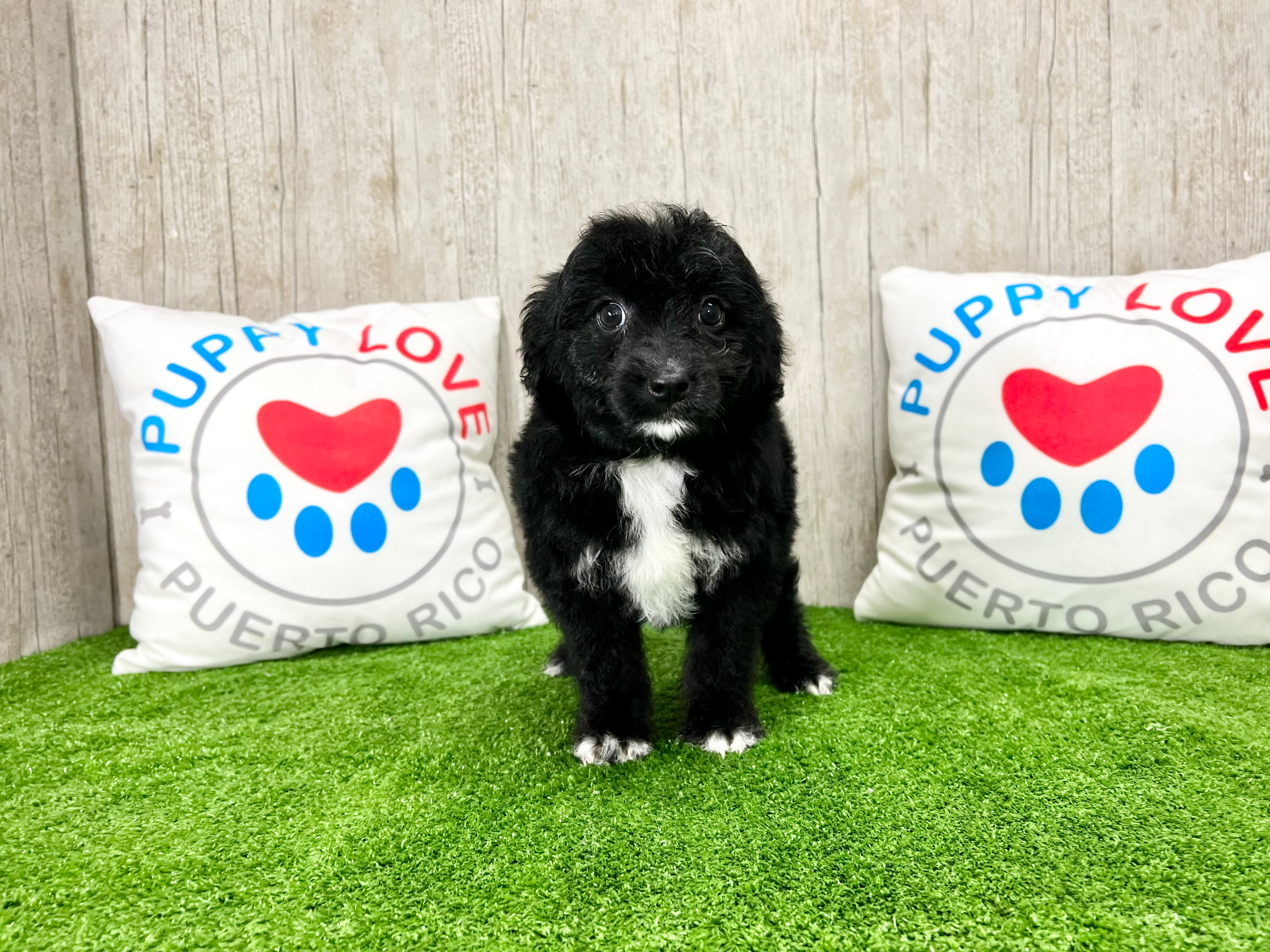 Best Mini Aussiedoodle Baby