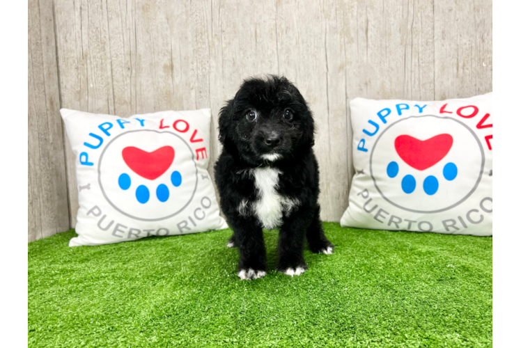 Meet Prue - our Mini Aussiedoodle Puppy Photo 1/4 - Puppy Love PR Best Mini Aussiedoodle Baby