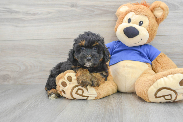 Meet Puma - our Mini Aussiedoodle Puppy Photo 1/3 - Puppy Love PR Happy Mini Aussiedoodle Baby