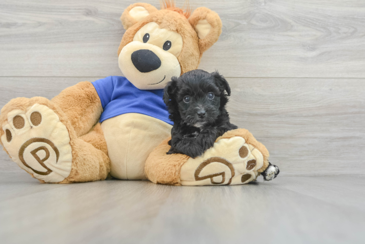 Meet Puma - our Mini Aussiedoodle Puppy Photo 1/3 - Puppy Love PR Sweet Mini Aussiedoodle Baby