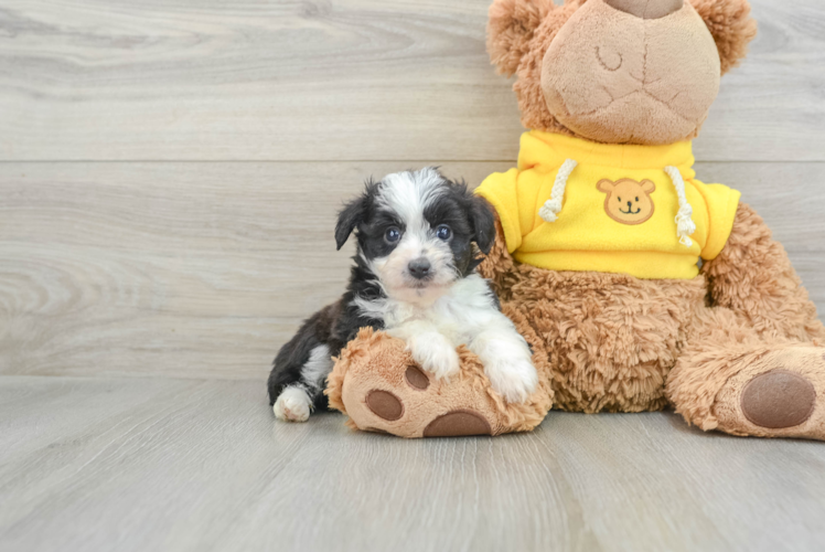Meet Puma - our Mini Aussiedoodle Puppy Photo 1/3 - Puppy Love PR Cute Mini Aussiedoodle Baby