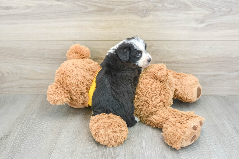 Best Mini Aussiedoodle Baby