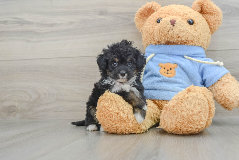 Hypoallergenic Aussiepoo Poodle Mix Puppy