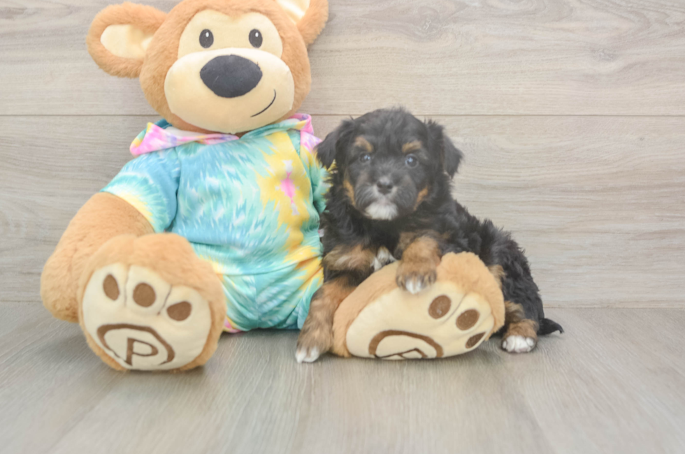 5 week old Mini Aussiedoodle Puppy For Sale - Puppy Love PR