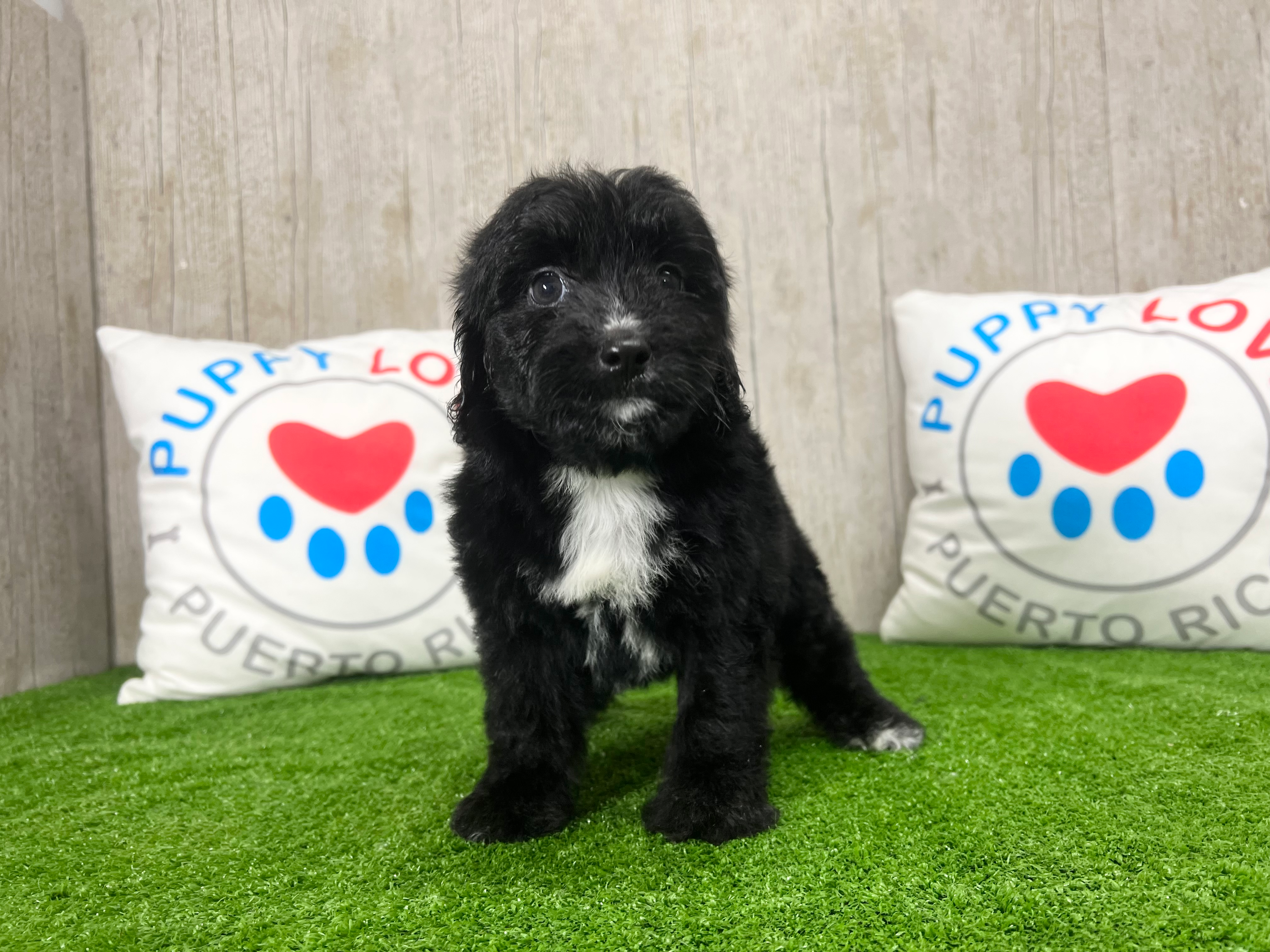 Mini Aussiedoodle Puppy for Adoption