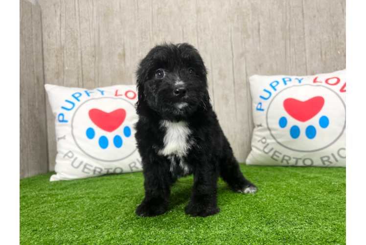 Meet Puma - our Mini Aussiedoodle Puppy Photo 1/4 - Puppy Love PR Mini Aussiedoodle Puppy for Adoption