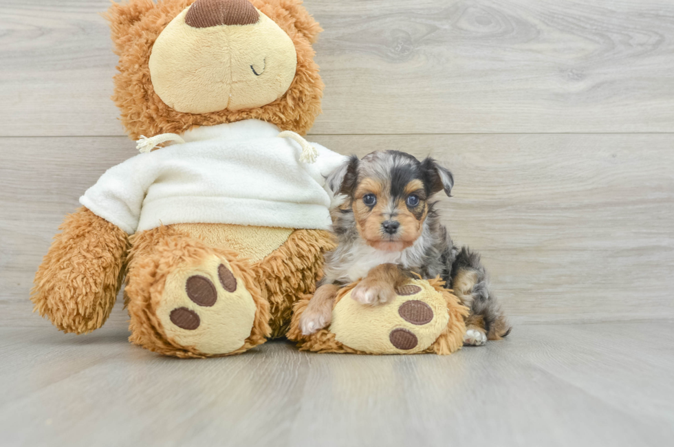 5 week old Mini Aussiedoodle Puppy For Sale - Puppy Love PR