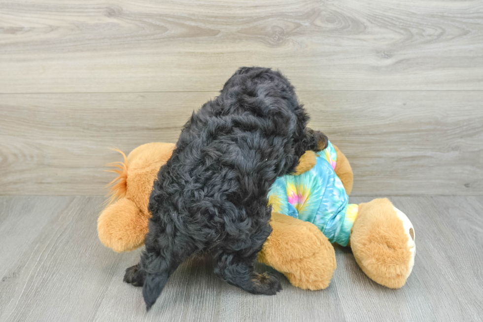 Happy Mini Aussiedoodle Baby