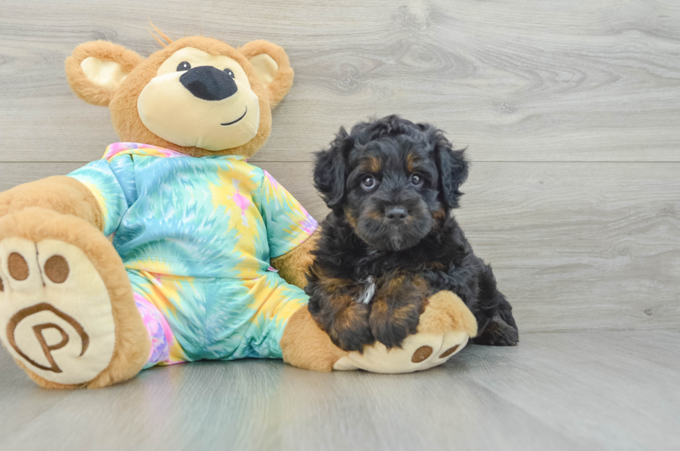 7 week old Mini Aussiedoodle Puppy For Sale - Puppy Love PR