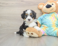 6 week old Mini Aussiedoodle Puppy For Sale - Puppy Love PR