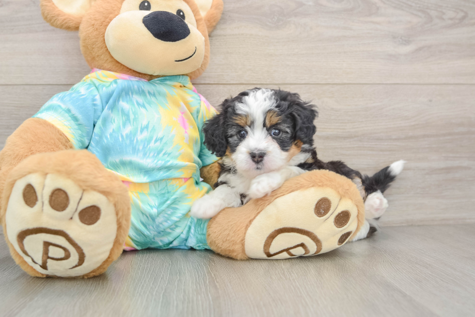 Mini Aussiedoodle Puppy for Adoption