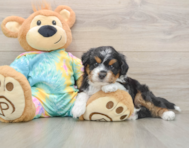 8 week old Mini Aussiedoodle Puppy For Sale - Puppy Love PR