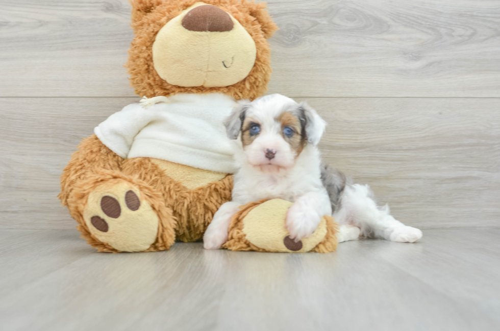 5 week old Mini Aussiedoodle Puppy For Sale - Puppy Love PR