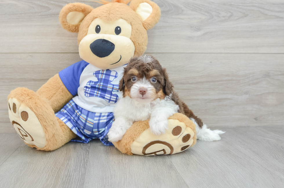 7 week old Mini Aussiedoodle Puppy For Sale - Puppy Love PR