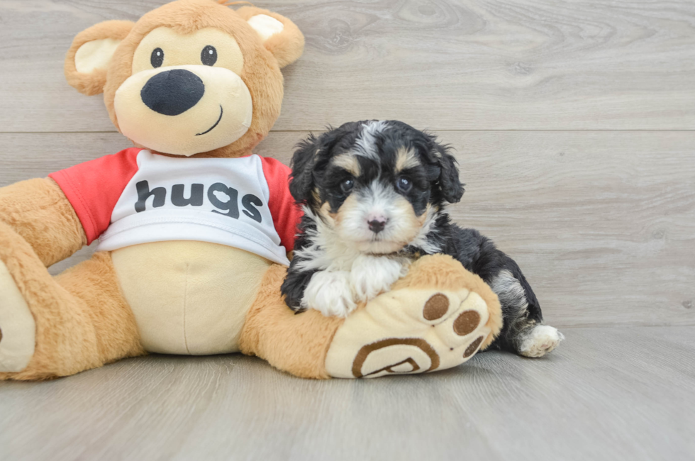 5 week old Mini Aussiedoodle Puppy For Sale - Puppy Love PR
