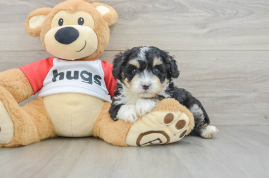Mini Aussiedoodle Pup Being Cute