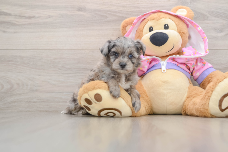 Mini Aussiedoodle Puppy for Adoption