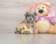7 week old Mini Aussiedoodle Puppy For Sale - Puppy Love PR