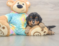 6 week old Mini Aussiedoodle Puppy For Sale - Puppy Love PR