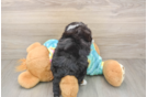 Adorable Mini Australian Shepherd X Poodle Mix Poodle Mix Puppy