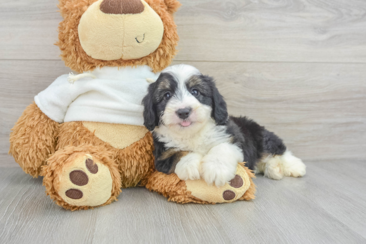 Meet Ralphie - our Mini Aussiedoodle Puppy Photo 1/3 - Puppy Love PR Mini Aussiedoodle Puppy for Adoption