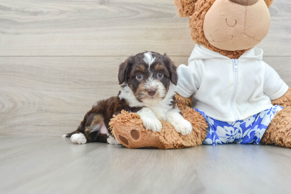 Funny Mini Aussiedoodle Poodle Mix Pup