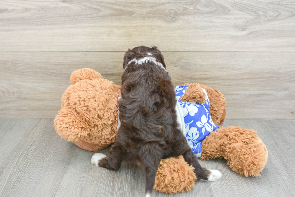 Happy Mini Aussiedoodle Baby