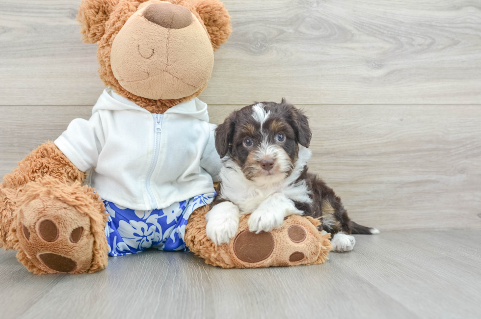 8 week old Mini Aussiedoodle Puppy For Sale - Puppy Love PR