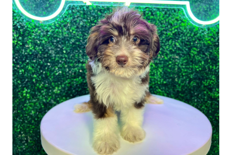 Best Mini Aussiedoodle Baby