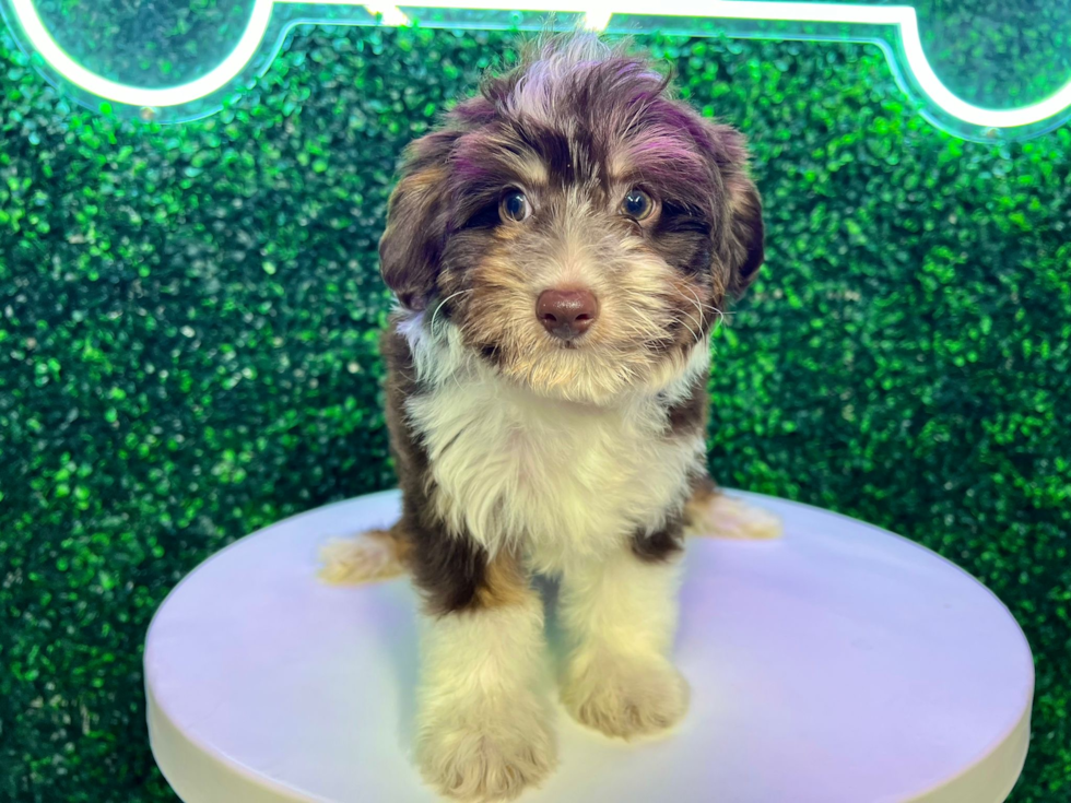 Best Mini Aussiedoodle Baby