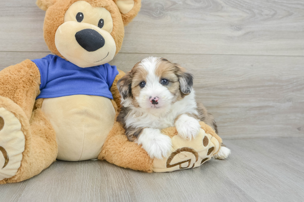 Fluffy Mini Aussiedoodle Poodle Mix Pup