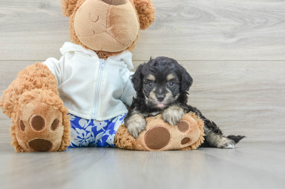 8 week old Mini Aussiedoodle Puppy For Sale - Puppy Love PR