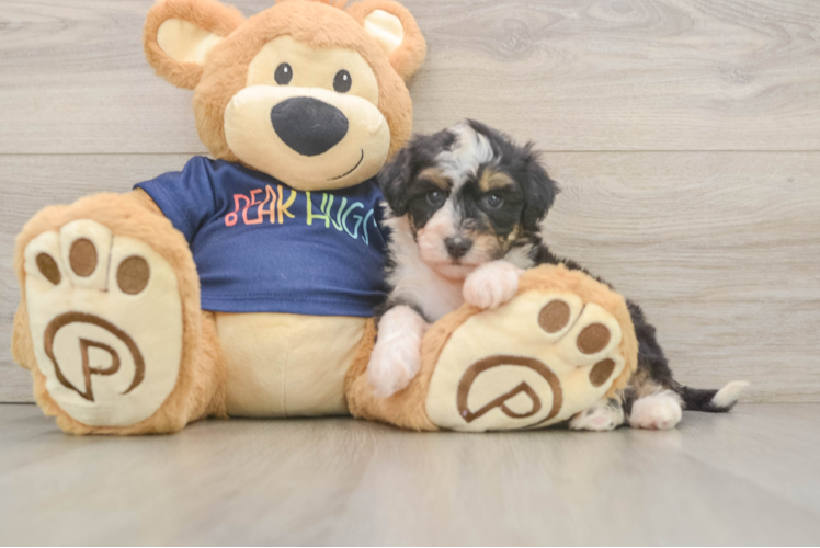 Sweet Mini Aussiedoodle Baby