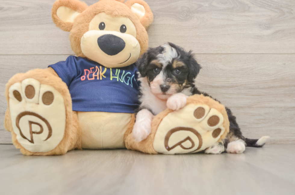 5 week old Mini Aussiedoodle Puppy For Sale - Puppy Love PR
