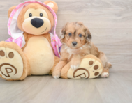 8 week old Mini Aussiedoodle Puppy For Sale - Puppy Love PR