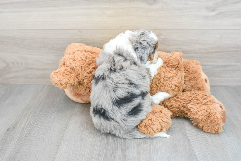 Energetic Aussiepoo Poodle Mix Puppy
