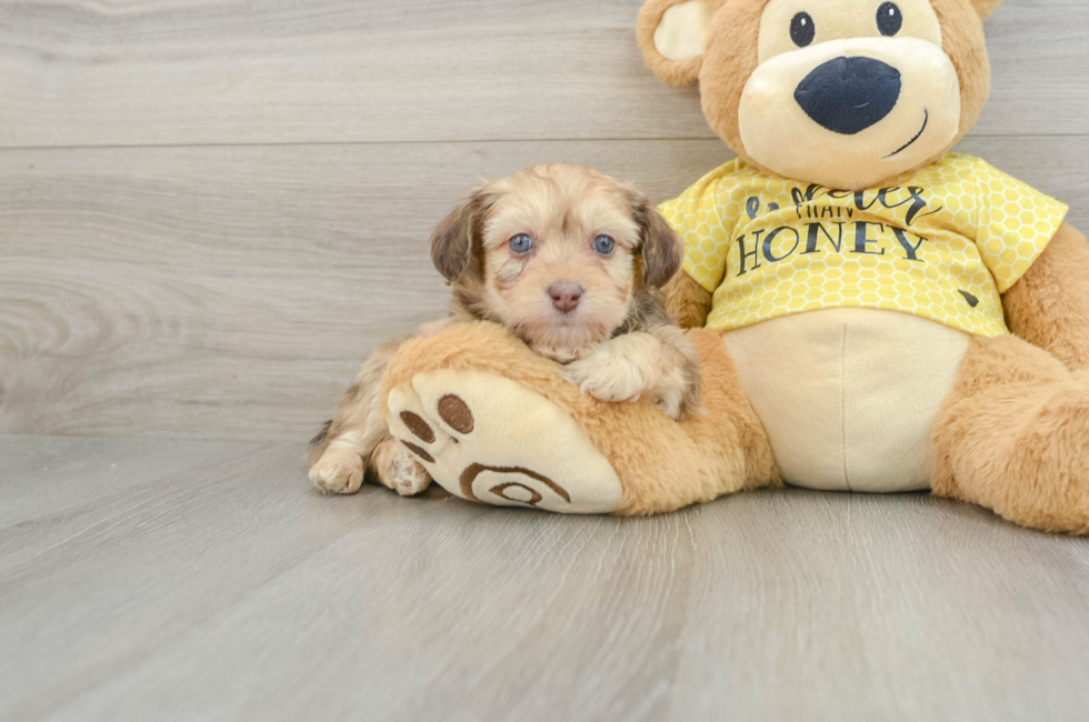 7 week old Mini Aussiedoodle Puppy For Sale - Puppy Love PR