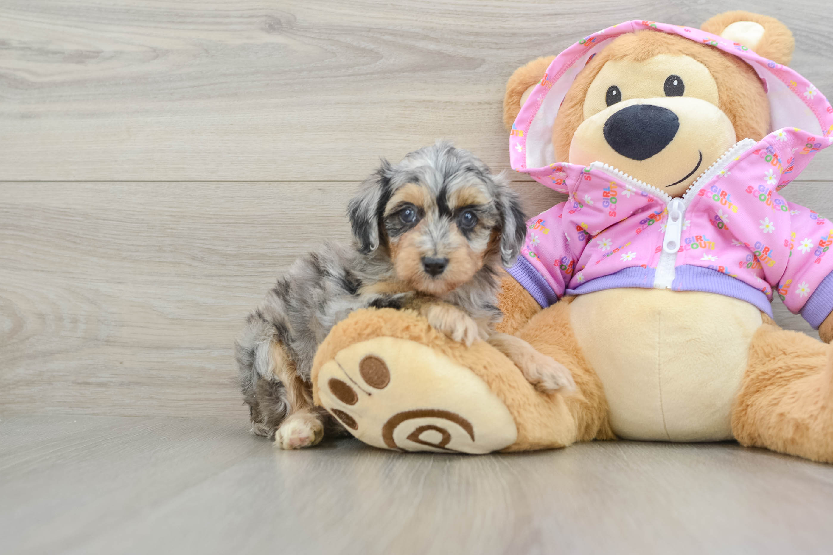 Small Mini Aussiedoodle Baby