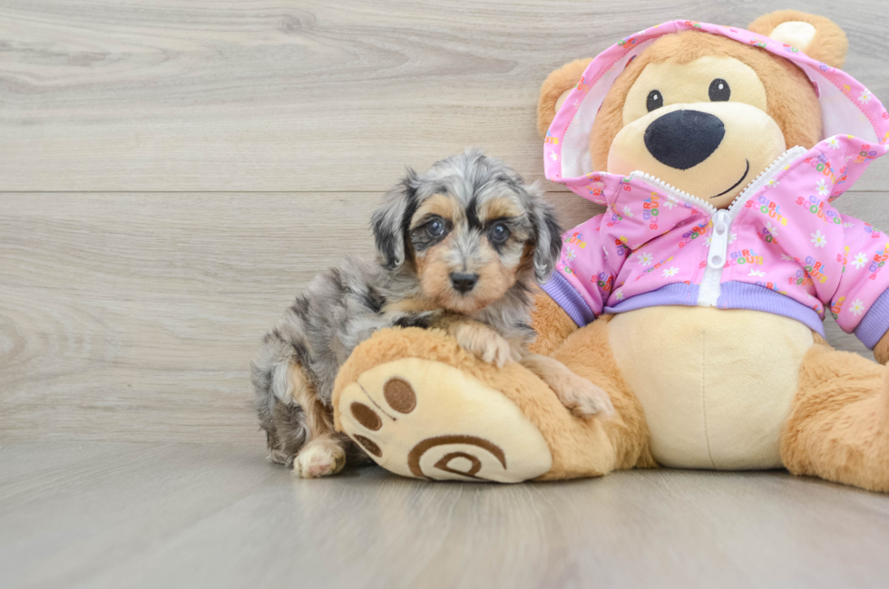 5 week old Mini Aussiedoodle Puppy For Sale - Puppy Love PR