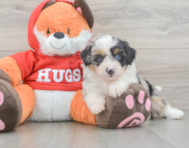 7 week old Mini Aussiedoodle Puppy For Sale - Puppy Love PR