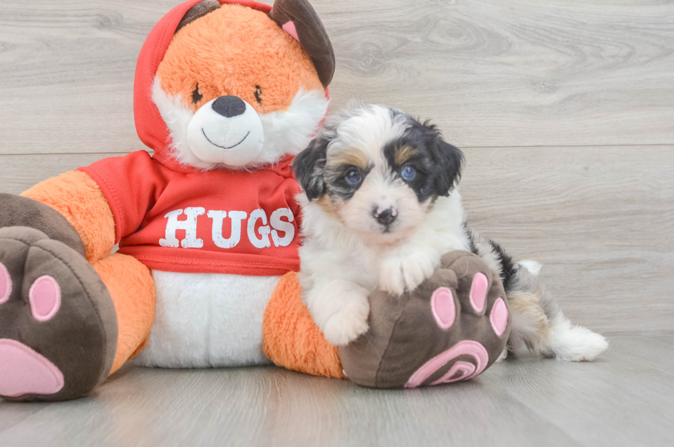 5 week old Mini Aussiedoodle Puppy For Sale - Puppy Love PR