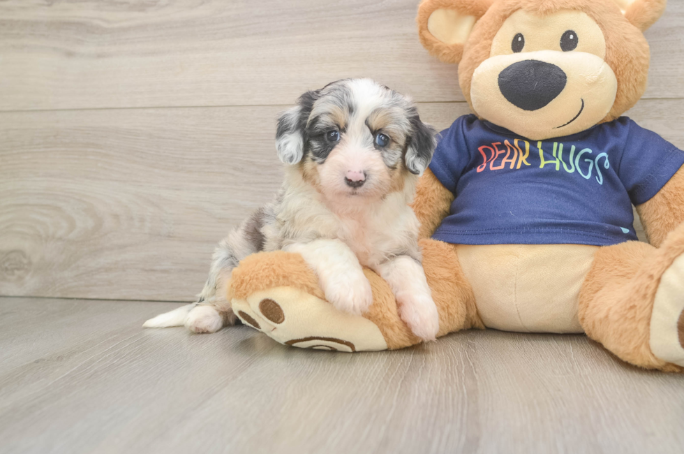 5 week old Mini Aussiedoodle Puppy For Sale - Puppy Love PR