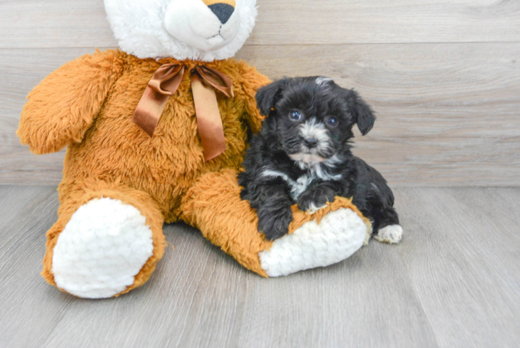Meet Ritz - our Mini Aussiedoodle Puppy Photo 1/2 - Puppy Love PR Playful Aussiepoo Poodle Mix Puppy