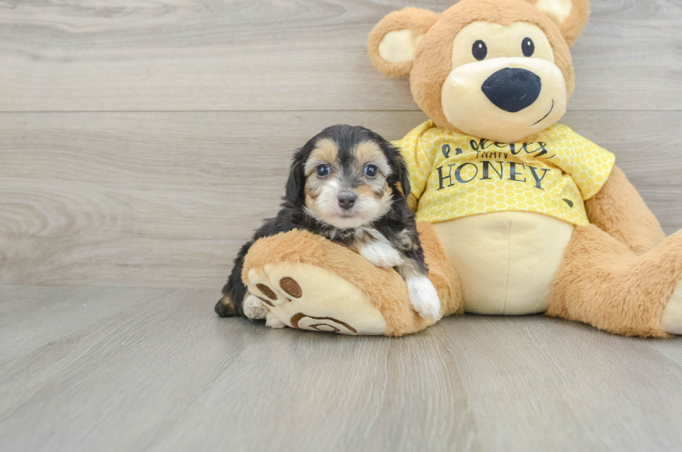 7 week old Mini Aussiedoodle Puppy For Sale - Puppy Love PR