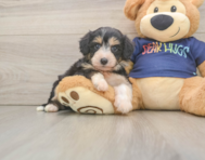 8 week old Mini Aussiedoodle Puppy For Sale - Puppy Love PR