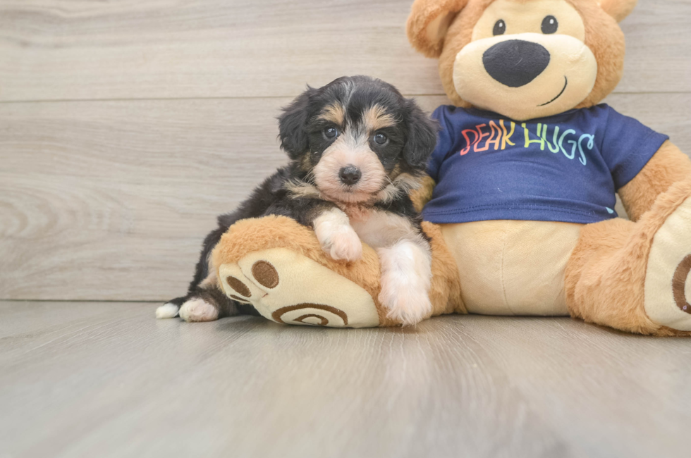 5 week old Mini Aussiedoodle Puppy For Sale - Puppy Love PR