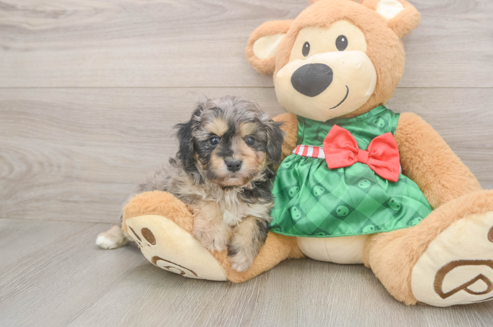 5 week old Mini Aussiedoodle Puppy For Sale - Puppy Love PR