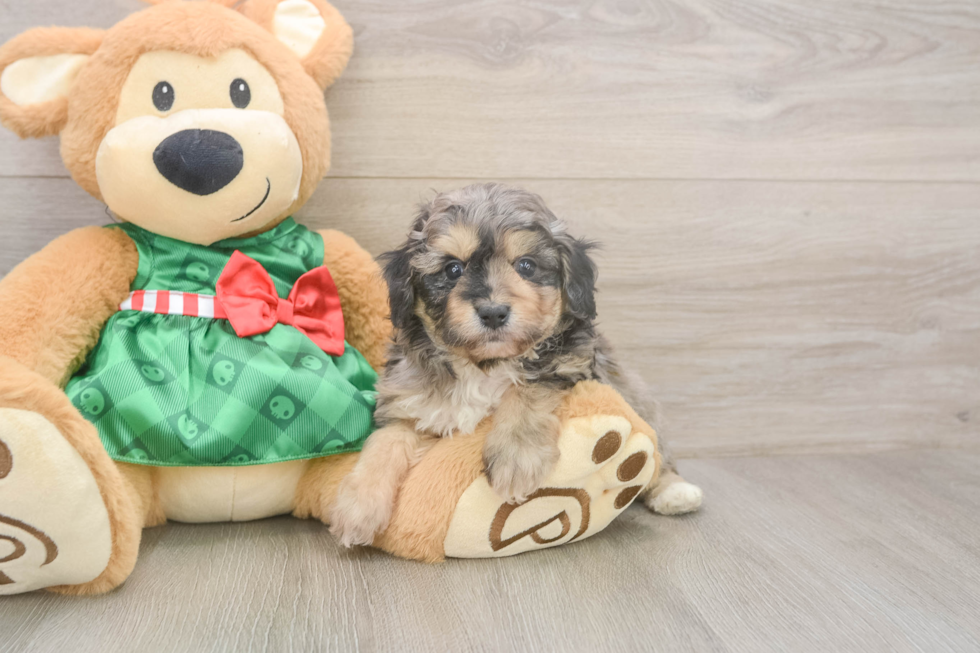 Smart Mini Aussiedoodle Poodle Mix Pup