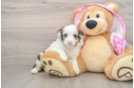 Mini Aussiedoodle Puppy for Adoption